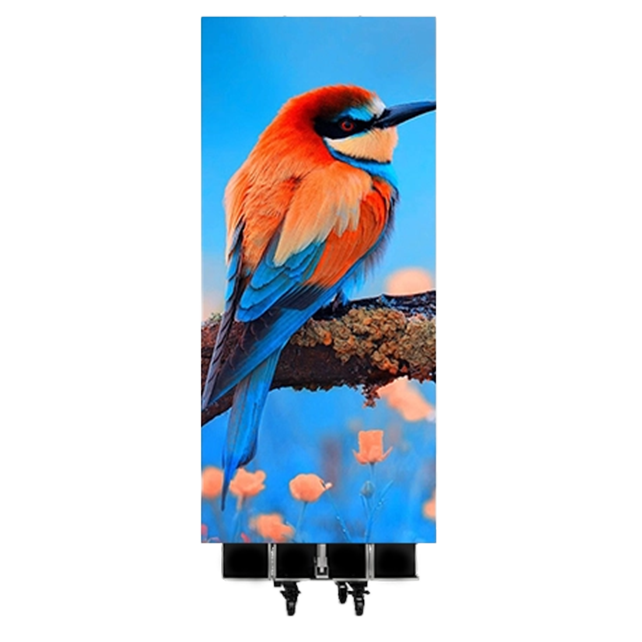 色彩鮮やかな鳥が画面に移っているLEDモニター風帆